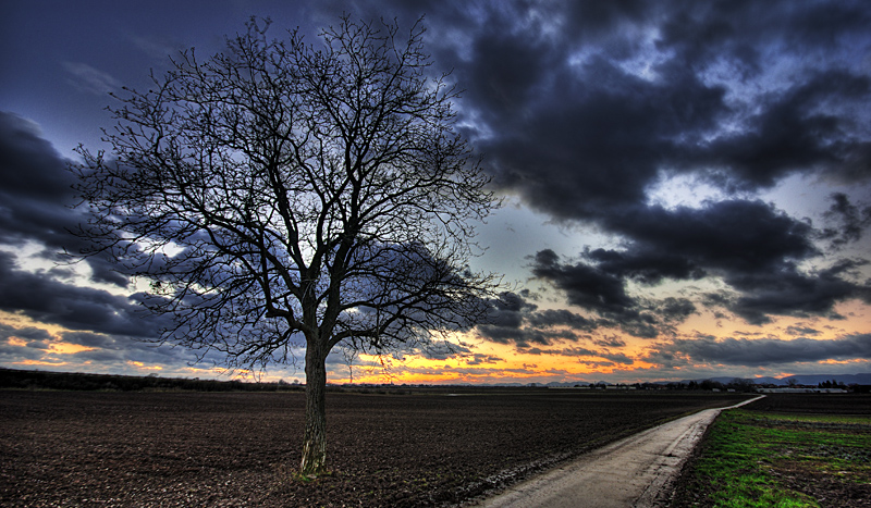 Germany Palatinate Tree At Dusk