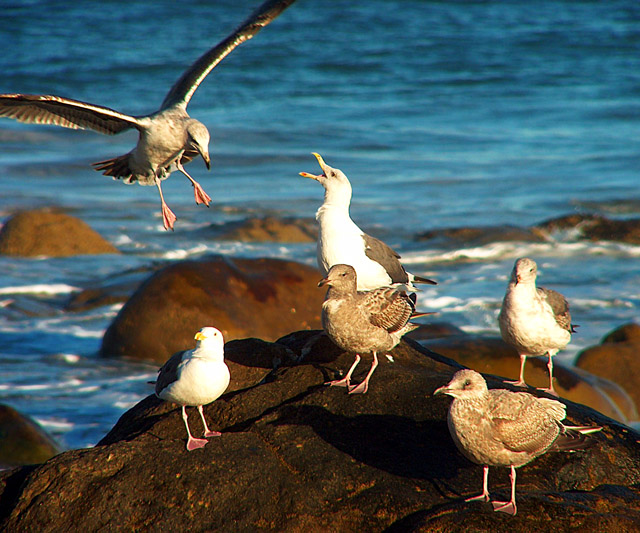 001 Usa Westcoast Seagulls