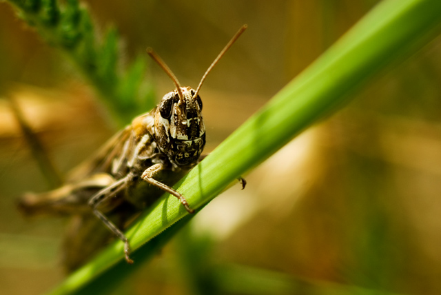 002 Nachtigall Grashüpfer (Chorthippus Biguttulus)