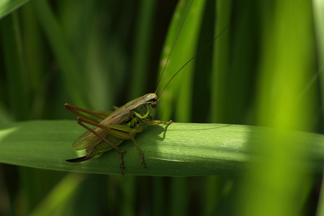 004 Roesels Beißschrecke (Metrioptera Roeseli)