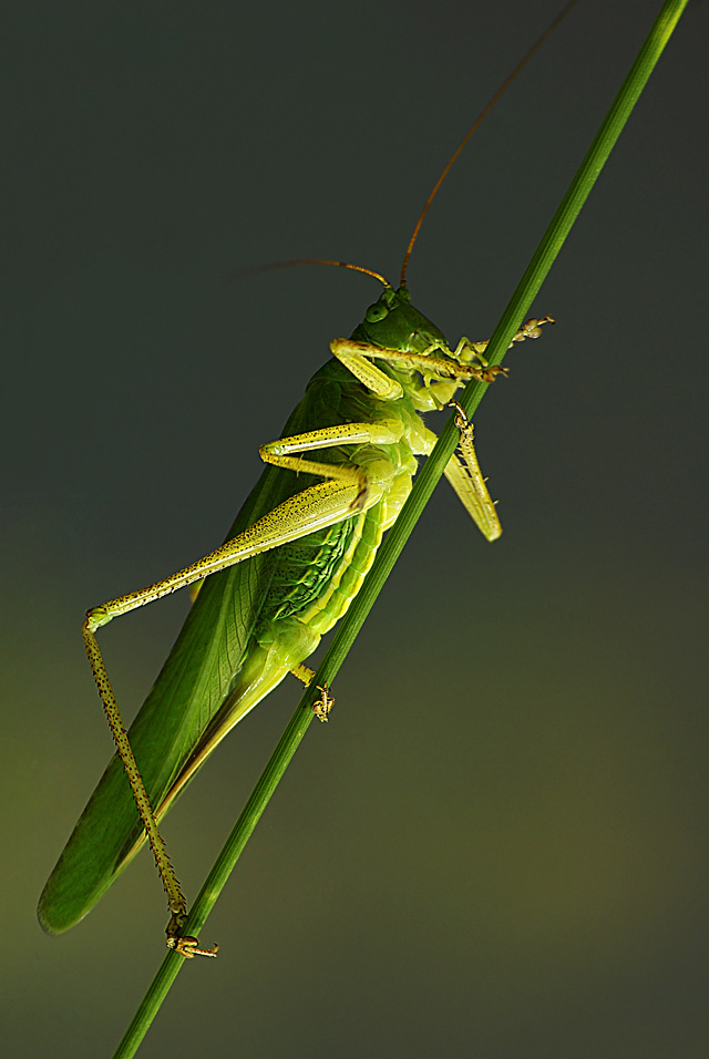 006 Grünes Heupferd (Tettigonia Viridissima)