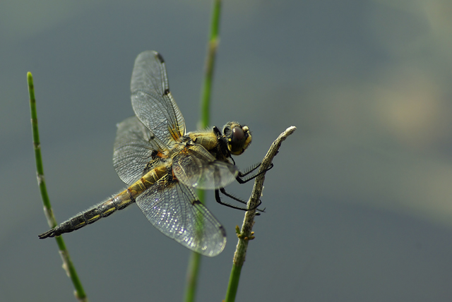 011 Vierfleck (Libelluta Quadriculata)