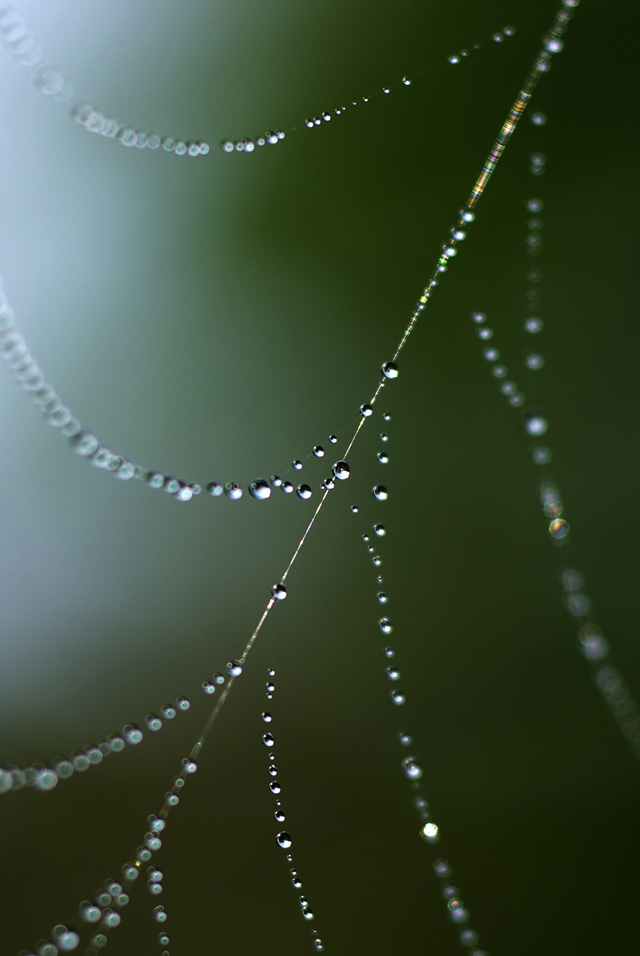 019 Spiders Web
