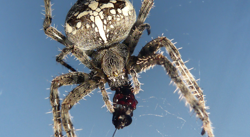 033 Kreuzspinne Garden Spider (Araneus Diadematus)