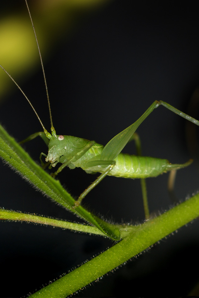 035 Gemeine Eichenschrecke (Meconema Thalassinum)