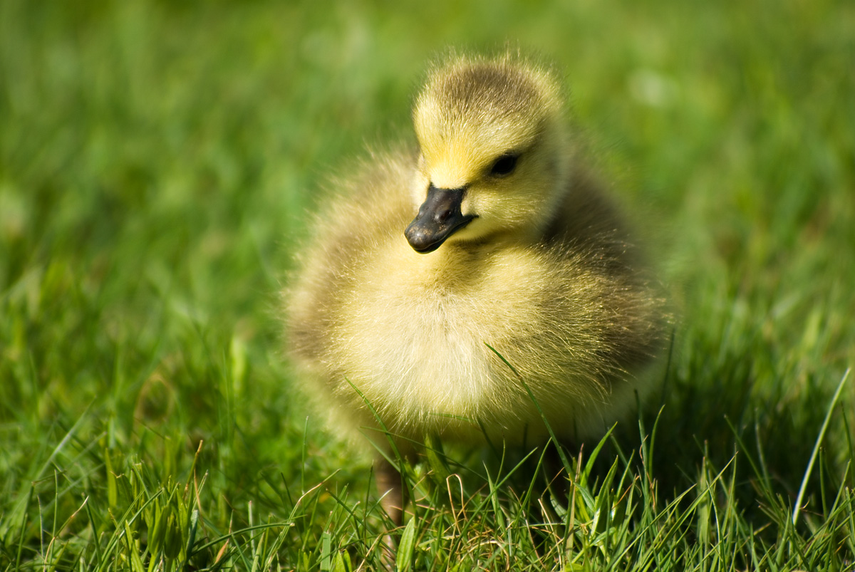 037 Canada Goose (Branta canadensis)