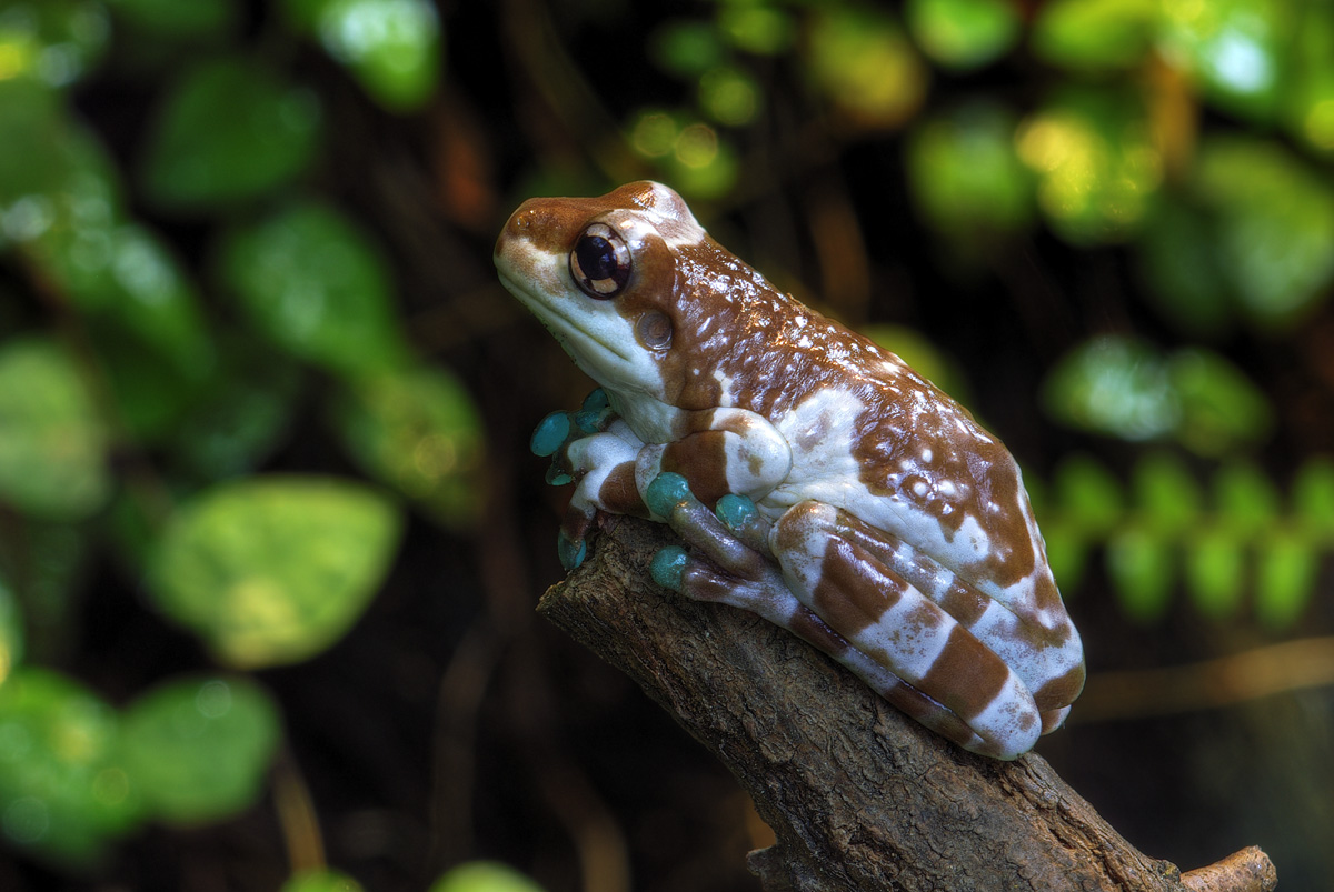 041 Baumhöhlen Krötenlaubfrosch