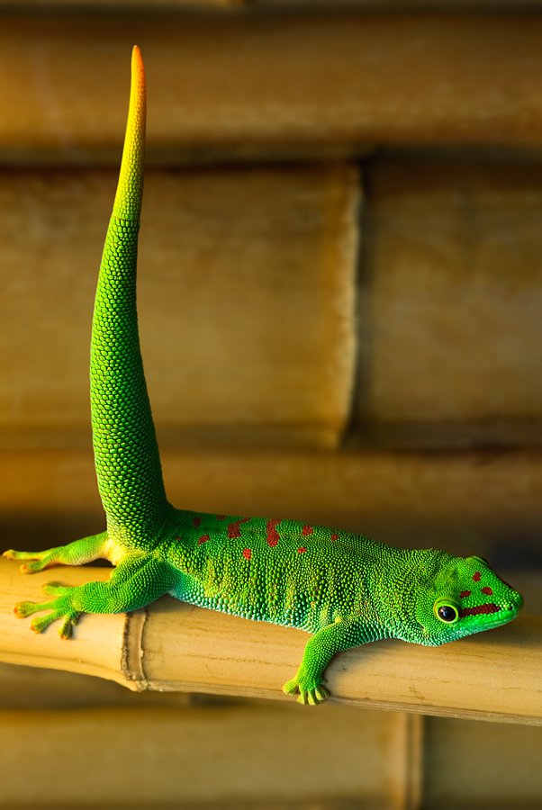 042 Großer Madagaskar Taggecko