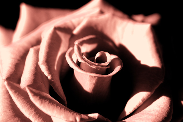 Dusky Pink Rose Blossom (Arranged)