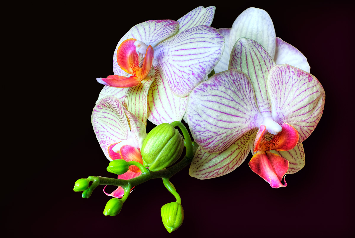 Orchid Blossoms