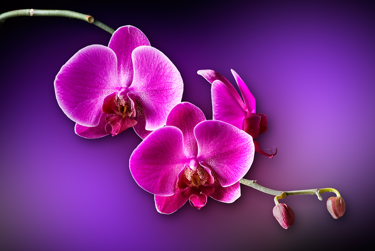 Orchid Blossoms