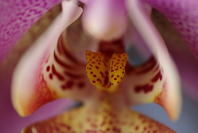 Zoomed Inside Of Pink Orchid Bossom