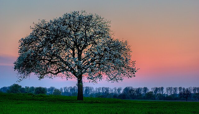 Germany - Close To Hockenheim - Tree At Dusk