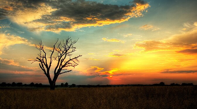 Germany - Electoral Palatinate (Close To Heidelberg) - Tree At Sunset